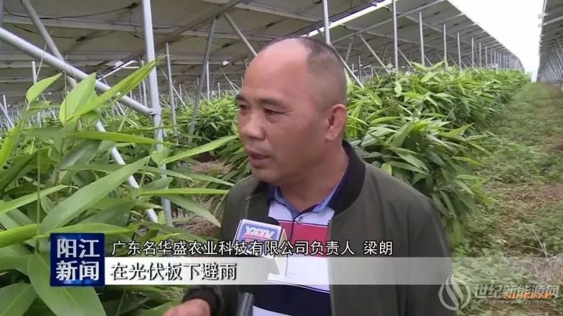 广东阳江新墟光伏板下种益智产量高，亩产值1万元